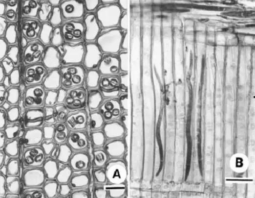 国产浮力院,引领水上娱乐新潮流